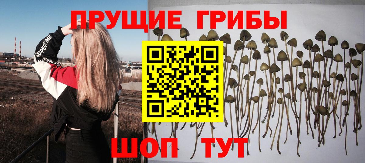 Кизилюрт  Псилоцибиновые грибы Magic Shrooms  Вход с VPN 